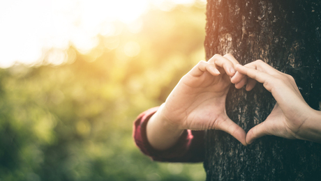 Cropped Hands Of Woman Making Heart Shape On Tree